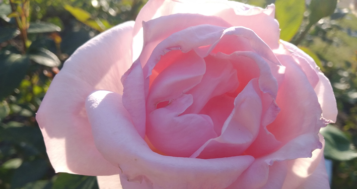 Schönheit der Rose erquicke Dein Herz
