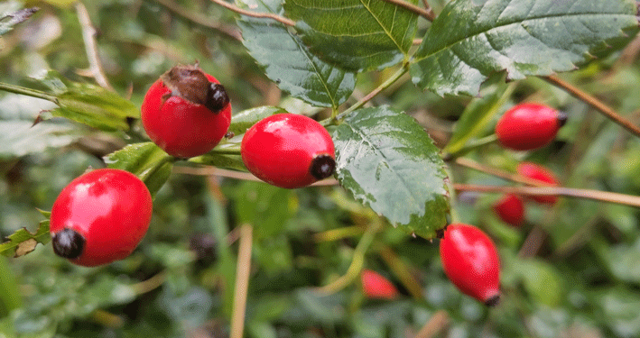 Verwirklichung und Verwandlung – Heilung und Selbstverwirklichung mit Hilfe des vierten Urbildes im Märchen